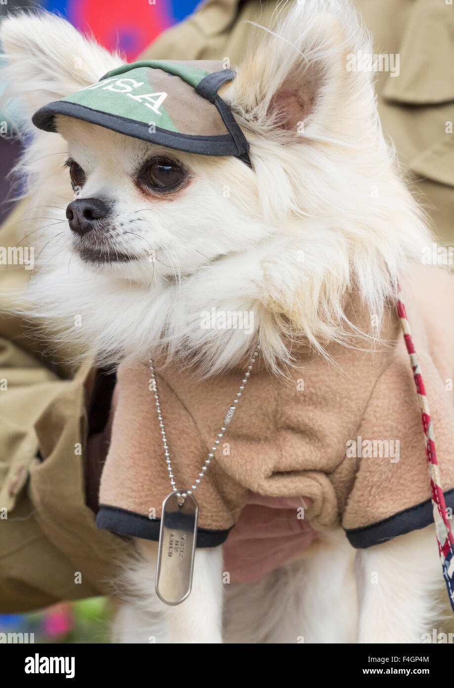 Pickering, North Yorkshire, UK. 17th October, 2015. Pickering`s annual Wartime and 40`s Weekend attracts thousands, with World War 2 living history camps and battle re-enactments amomg the attractions. PICTURED: Man dressed as American soldier with pet Chihuahua also in  uniform and wearing military Dog tag. Stock Photo